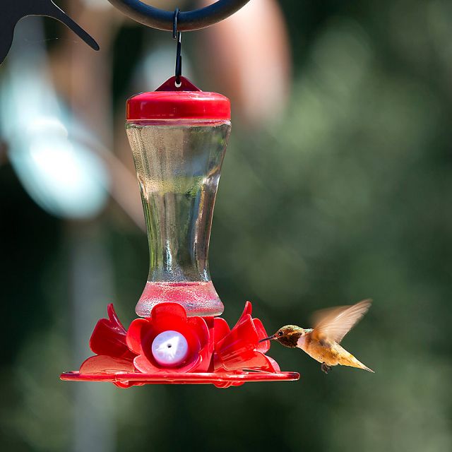 Hanging hummingbird feeder petsmart