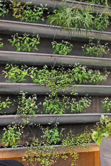 rain gutter garden how to plant vertical plant walls