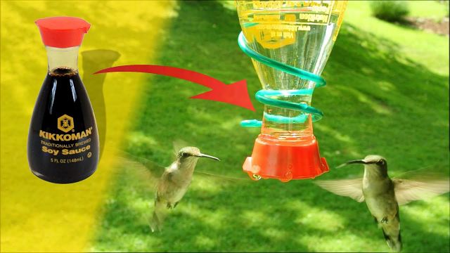 soya sauce bottle hummingbird feeder