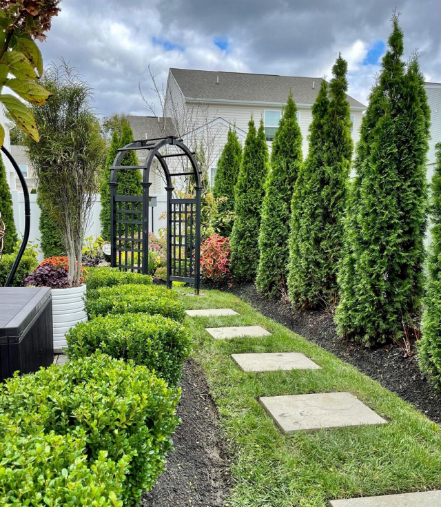 arborvitae plant for privacy screening backyard