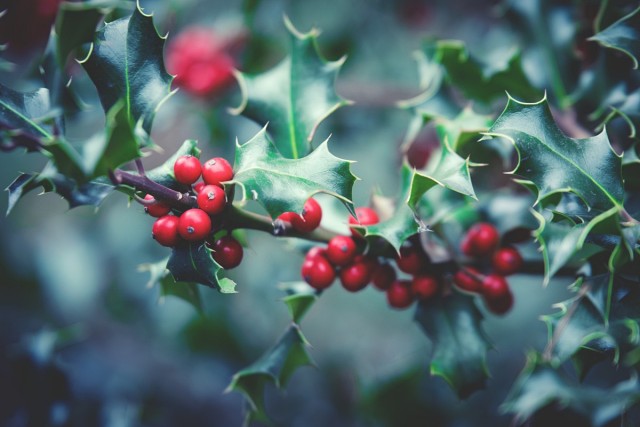 bush holly red tree privacy screen plant