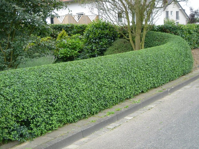 curved privet hedge plant for privacy 