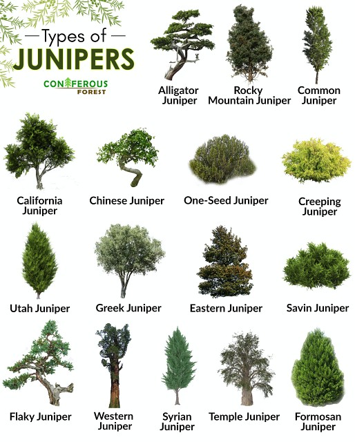 types of juniper plants for screening garden