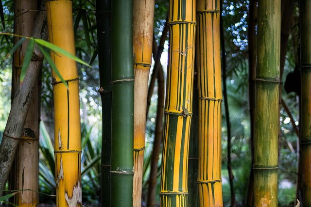 bamboo plant for privacy garden yard
