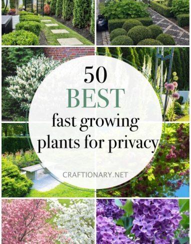 50 Fast growing plants for privacy to best screen backyards
