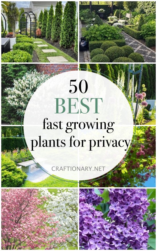 50 Fast Growing Plants For Privacy To Best Screen Backyards Craftionary