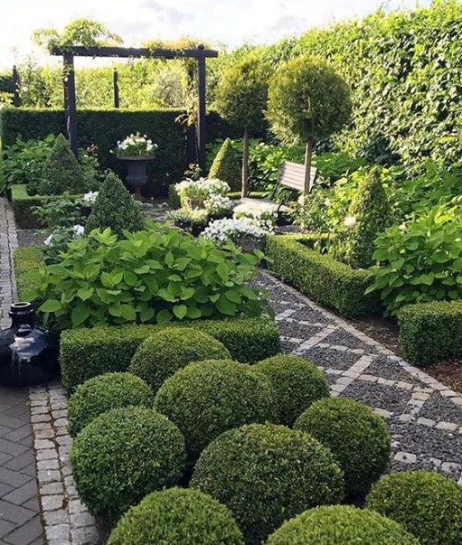 boxwood in garden for pirvacy