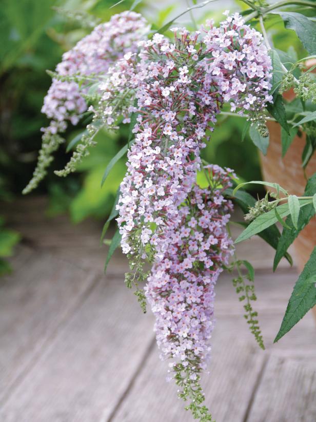 butterfly bush plant for privacy