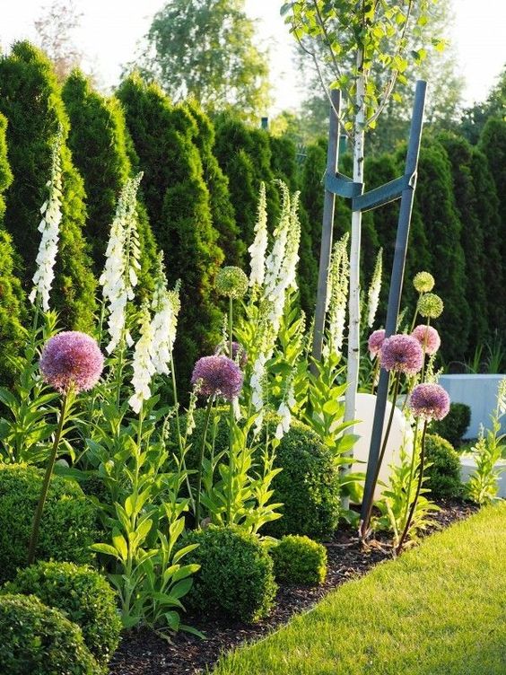 fastest growing plants for privacy cypress tree in the garden