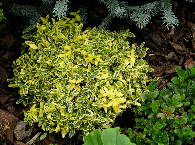 euonymus shurb for screening