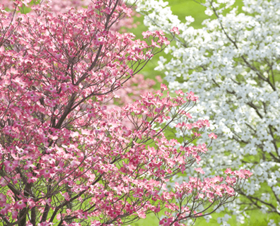 flowering dogwood privacy screen in home garden