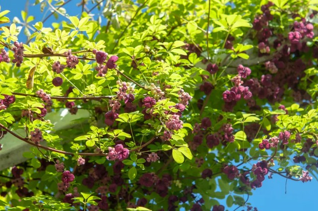 grow chocolate vine for privacy