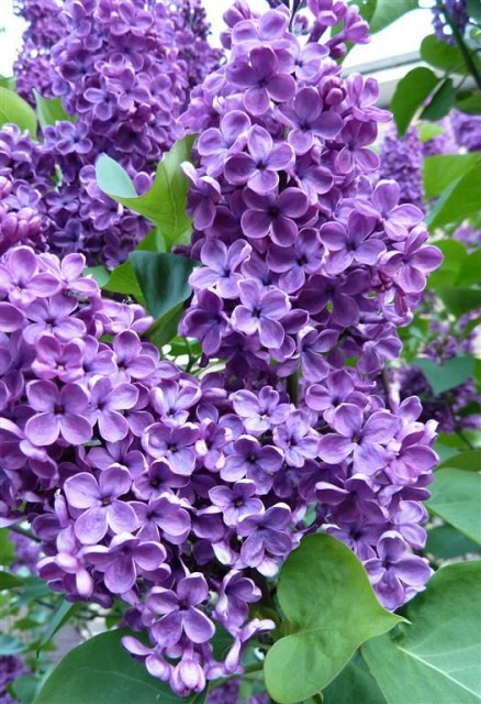 lilac tree purple flowers in garden for backyard screening