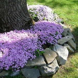 Circular-Flower-Bed-with-Rock-Border