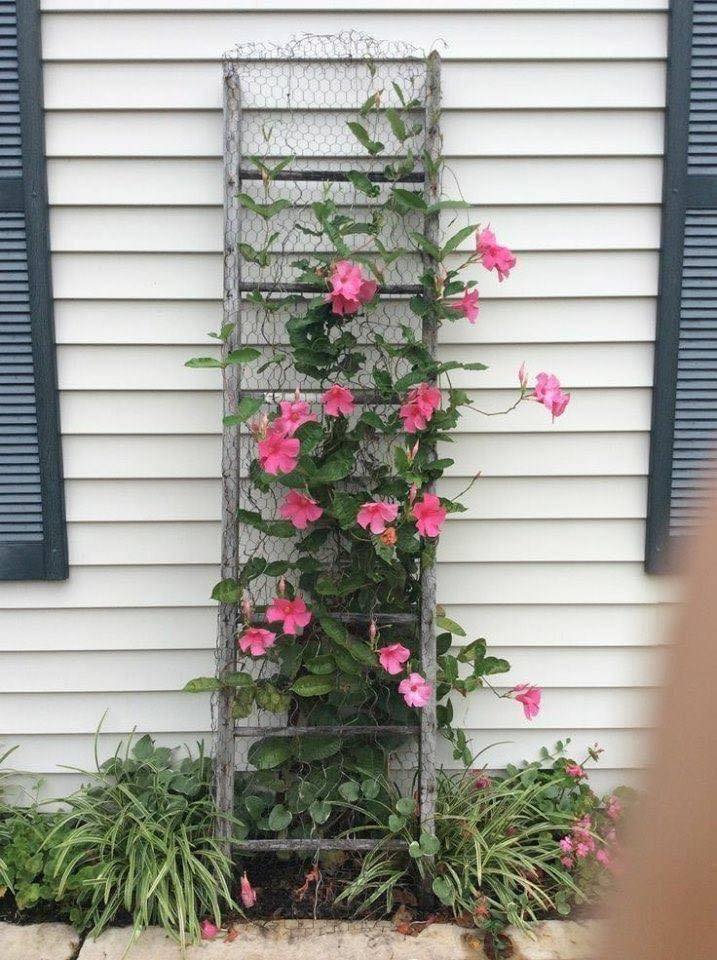 old-ladder-chicken-wire-landscaping-trellis