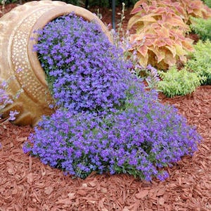 overflowing-flower-planter