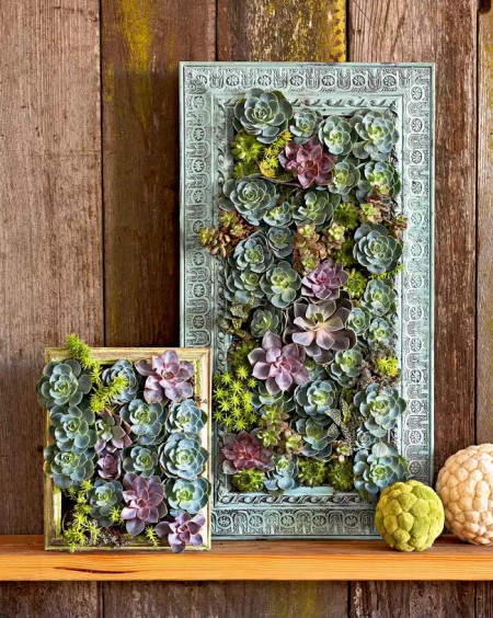 recycle-succulent-picture-frame-old