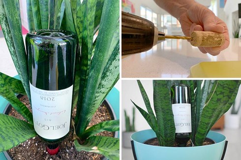 DIY-Self-Watering-glass-bottle-with-cork