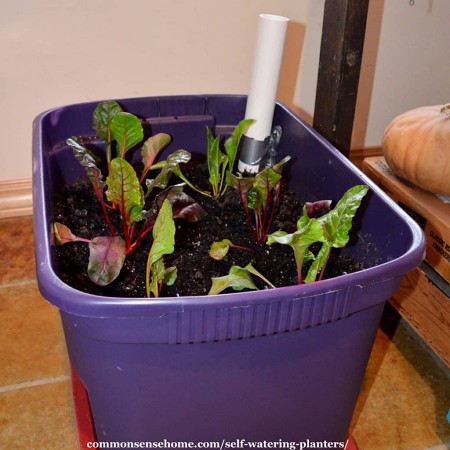 DIY-self-watering-planter-from-gallons-bucket