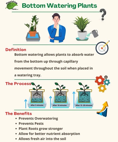 how-to-Bottom-water-plants-infographic