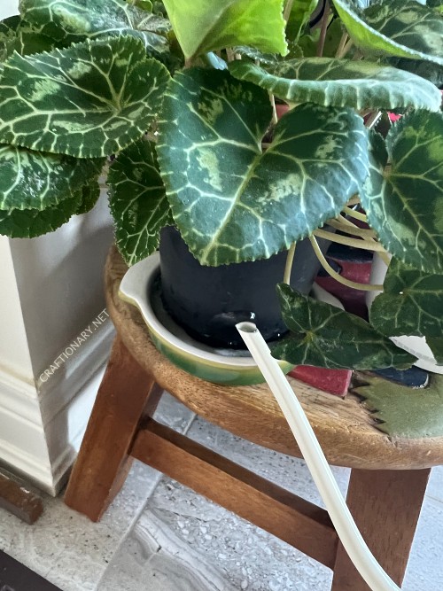 how-to-bottom-water-plants-cyclamen