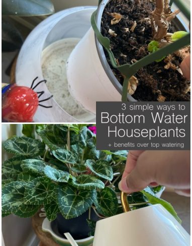 3 easy how to bottom water plants in pots