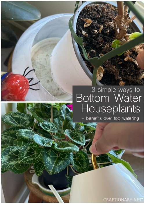 how-to-bottom-water-plants-houseplants-indoor