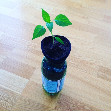 one-cute-Soda-Bottle-Self-Watering-Planter