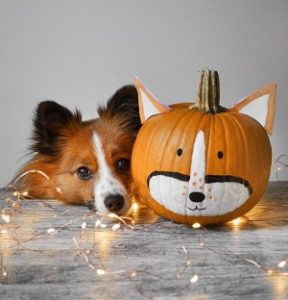paint-pet-face-on-pumpkin-puppy-painted-guord