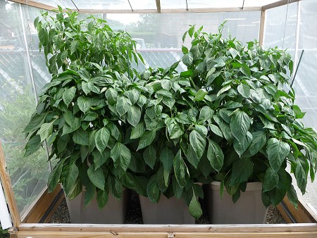 peppers-grown-in-self-watering-tote