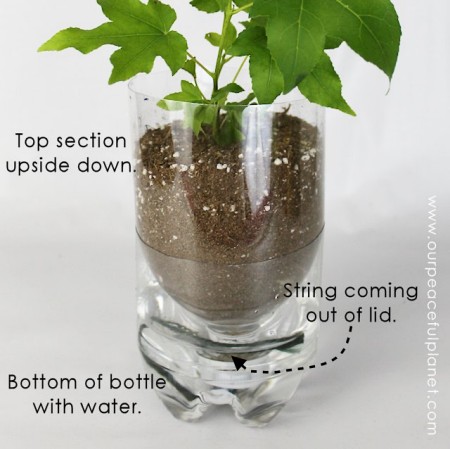 soda-bottle-self-watering-planter