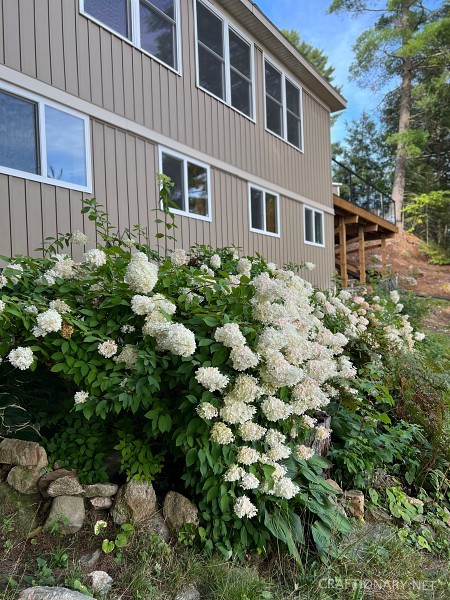 white-hydrangeas-country-cottage-exterior-decor