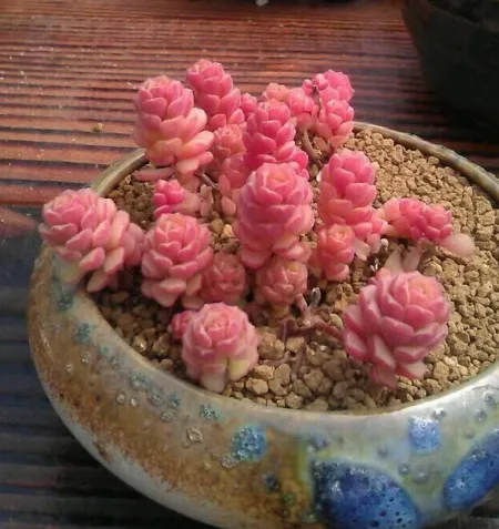 pink-succulent-rare-vase-filler