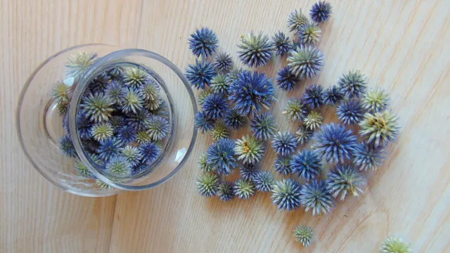 real-dried-blue-thistles-dried-globe