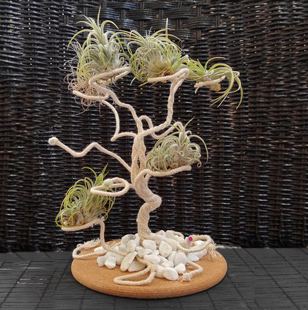 air-plant-bonsai-tree-display