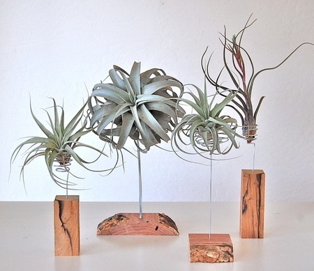 air-plant-cedar-stands