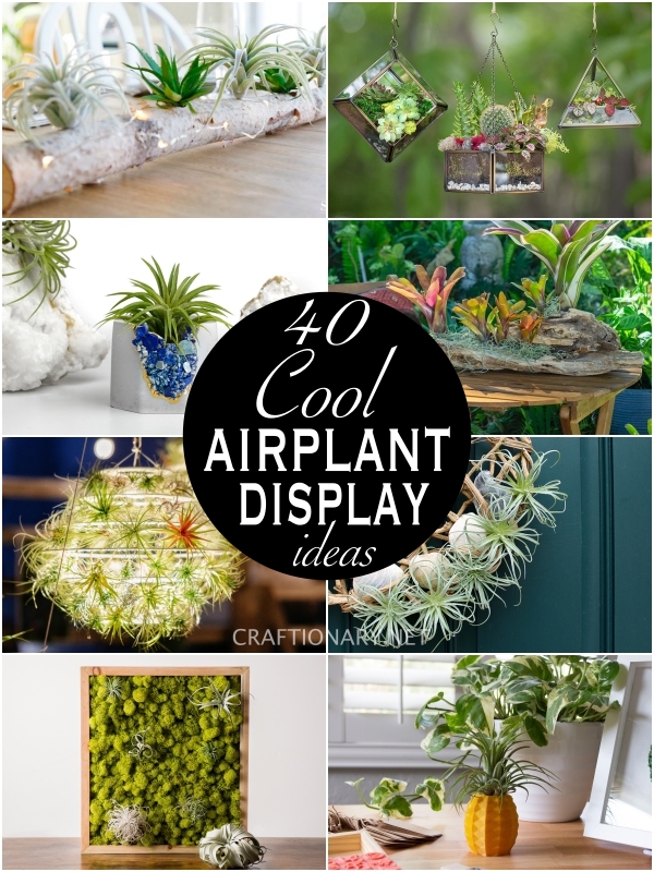 air-plant-display-ideas-cool-creative