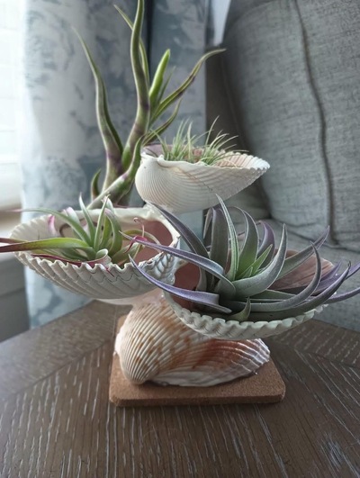 air-plant-display-seashells