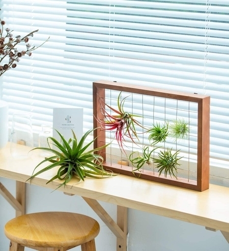air-plant-frame-wall-decor