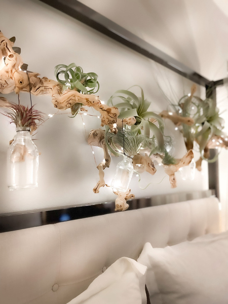 air-plant-wall-display-bedroom