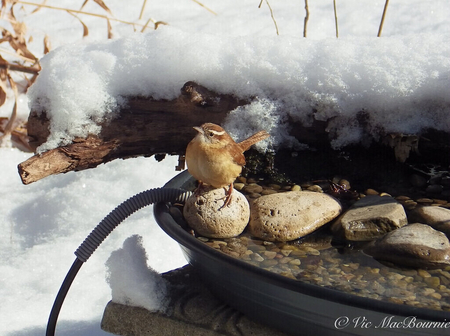 bird-taking-advantage-of-the-heated-bird-bath-to-get-water-during-winter