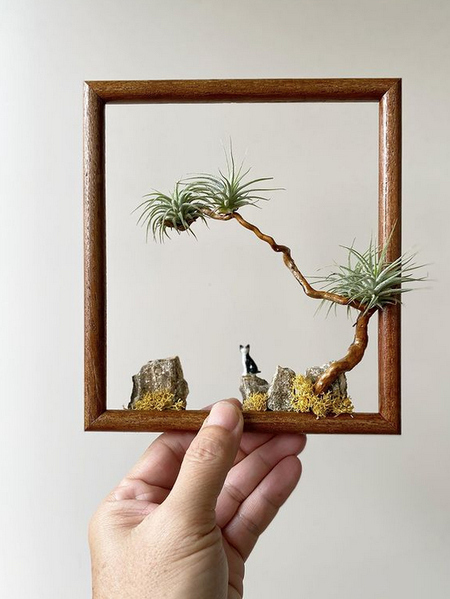 bonsai-air-plant-frame-art
