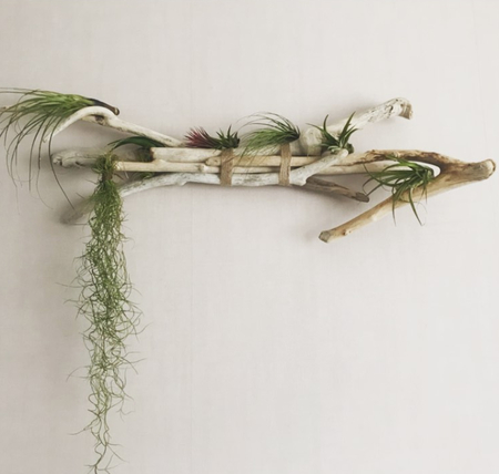 driftwood-hanging-wall-decor-airplant