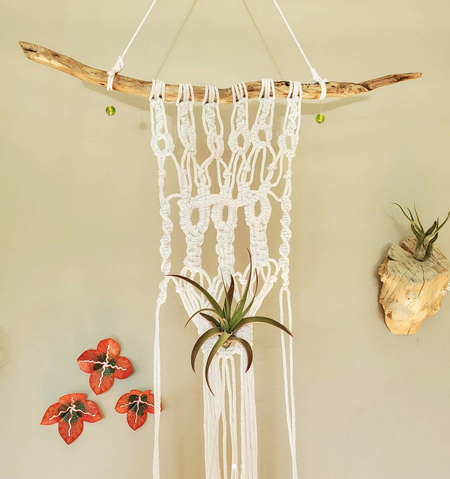 14 Creative Air Plant Display Ideas - Best Air Plants for Indoors