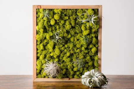 moss-vertical-garden-airplant-display