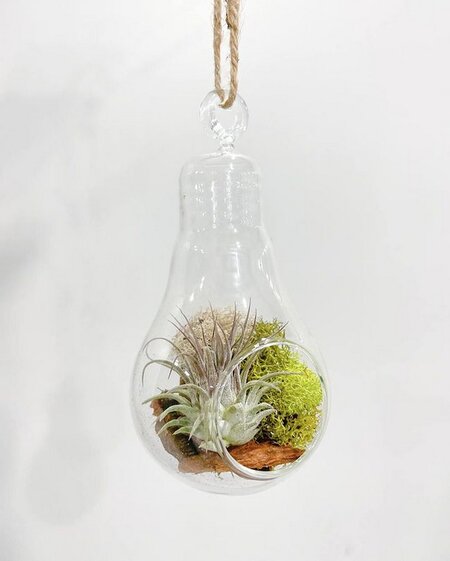 pear-glass-bulb-air-plant-display-idea