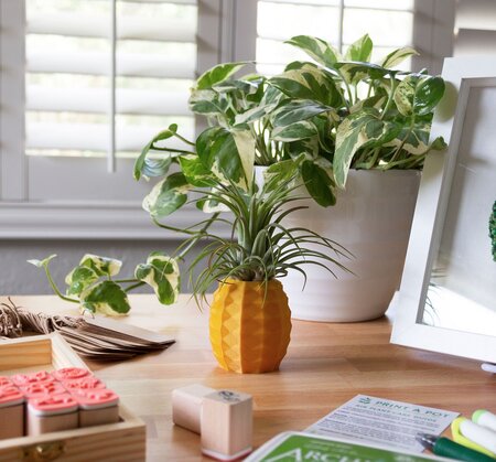 pineapple-air-plant-display