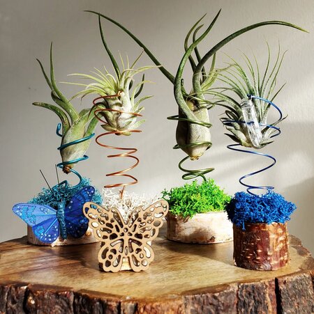 table-standalone-cool-air-plant-holders