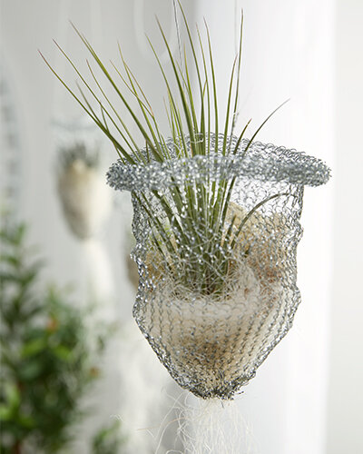 tillandsiendiyairplant