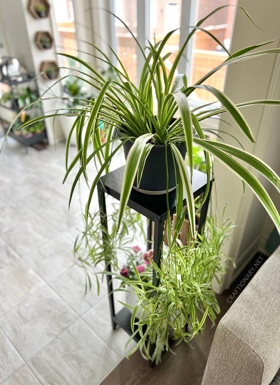 beautiful-spider-plant-stand
